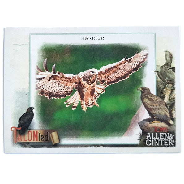 Harrier Talonted TT-19