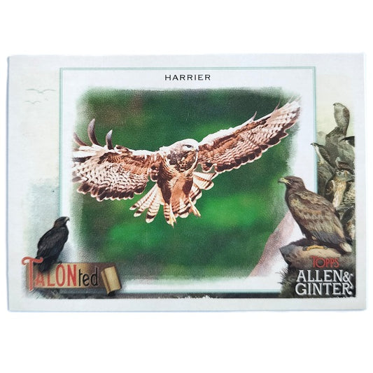 Harrier Talonted TT-19